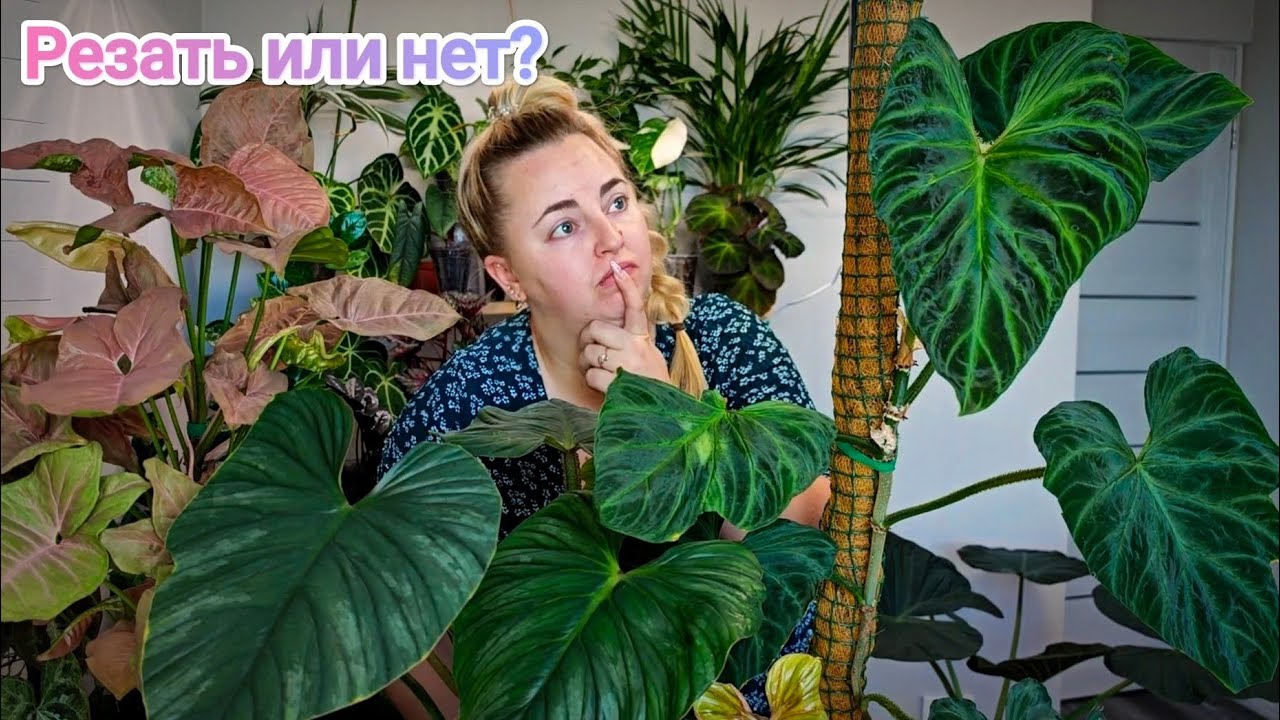 ПРИШЛО ВРЕМЯ ПРОЩАТЬСЯ😢 черенкую филодендроны Веррукозум и Пловмани + сингониум Ред Харт/Неон пинк🔪