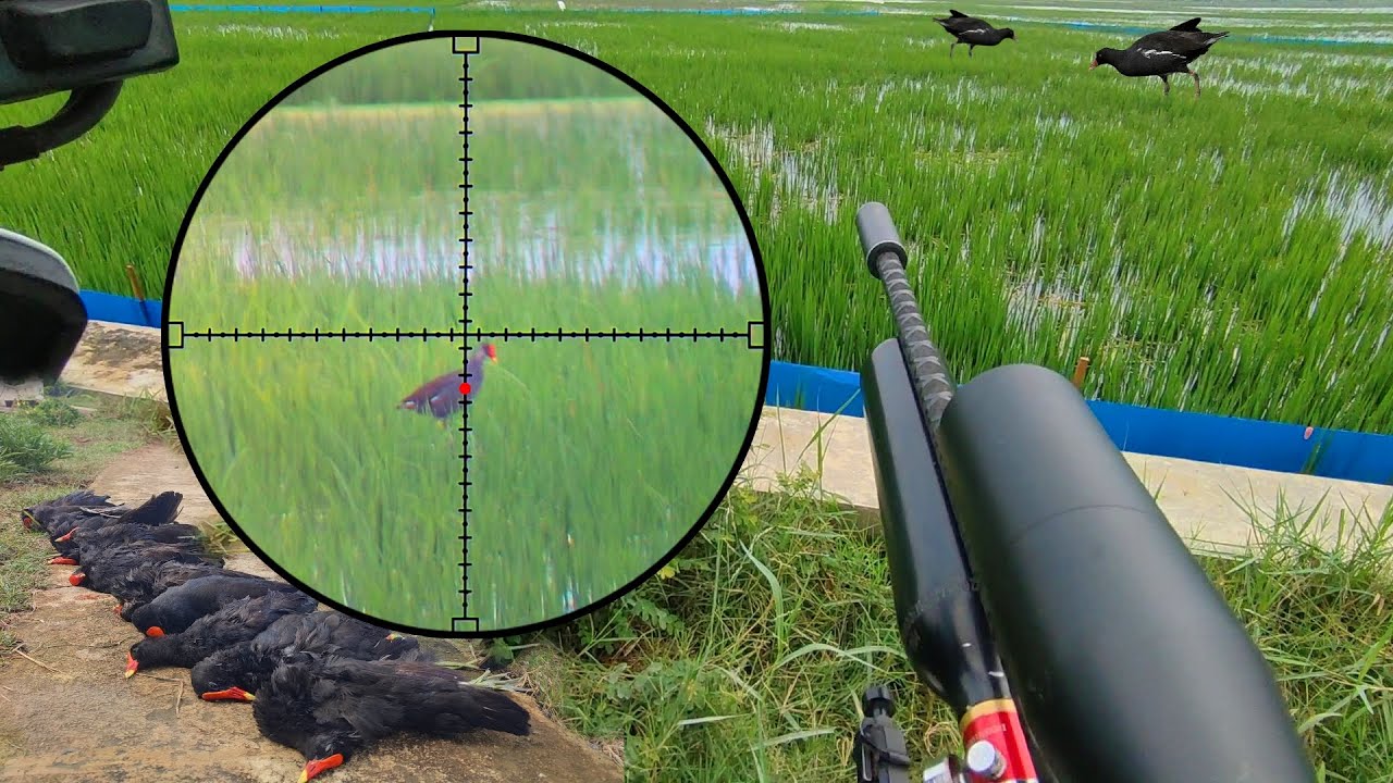 Panen Burung Mandar Di Saat Banjir Tiba