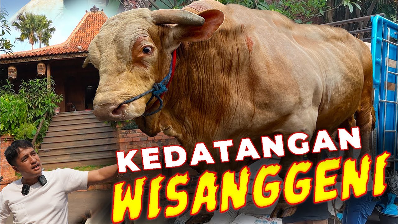 VIRAL ...❗PENURUNAN SAPI RAKSASA WISANGGENI DI JOGLO DEHAKIMS..❗