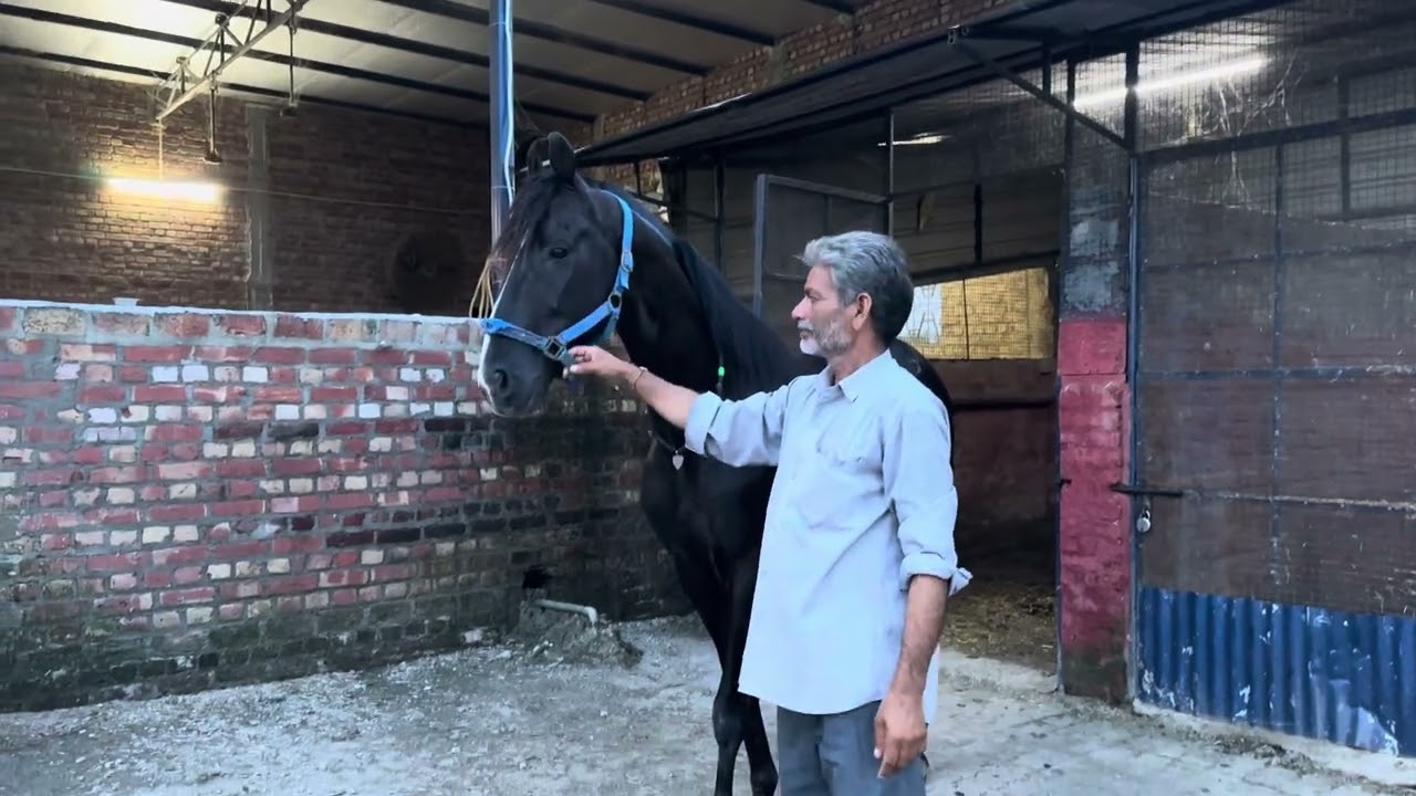Stud farm # Sahiba # sultan 🐺🐗🐴🦆