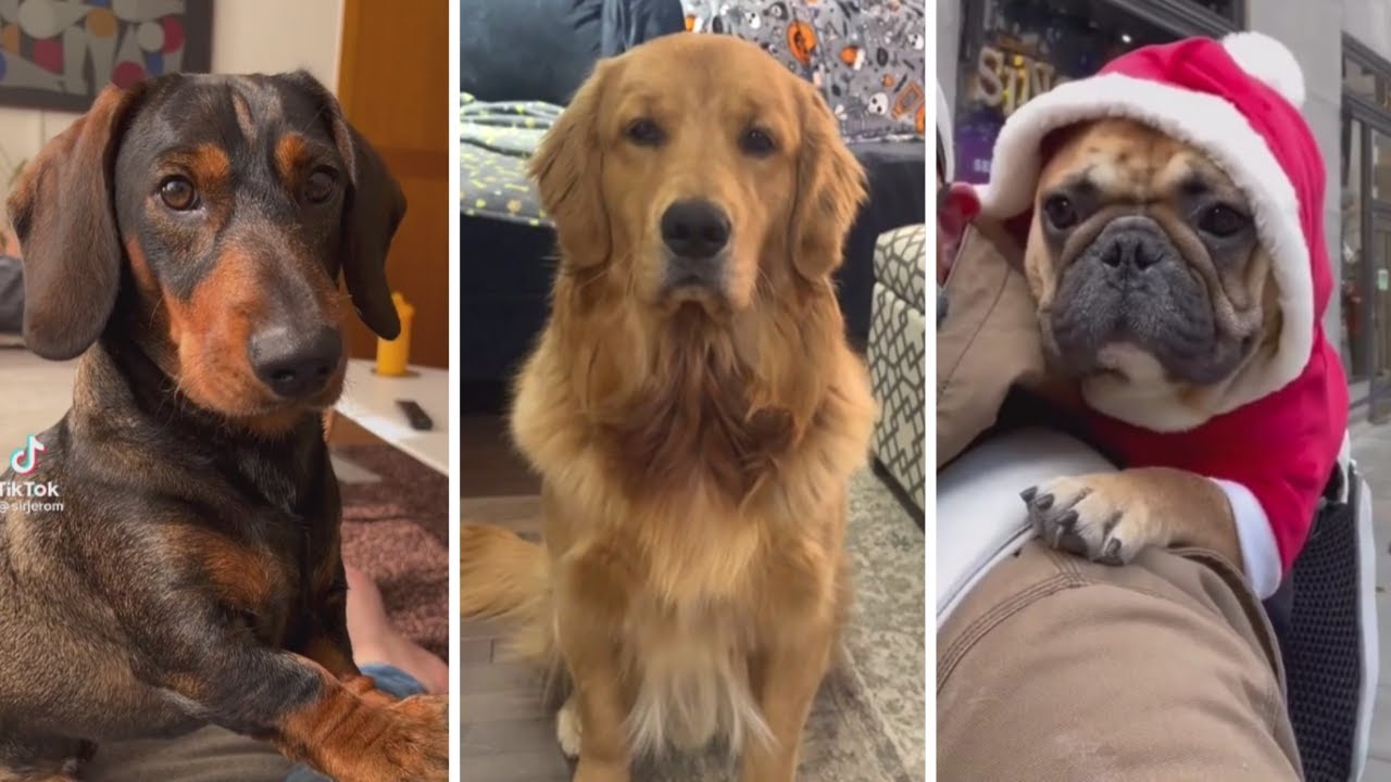 Best DOGS and Cute PUPPIES Compilation 🐕 Most Viral Dog Videos!