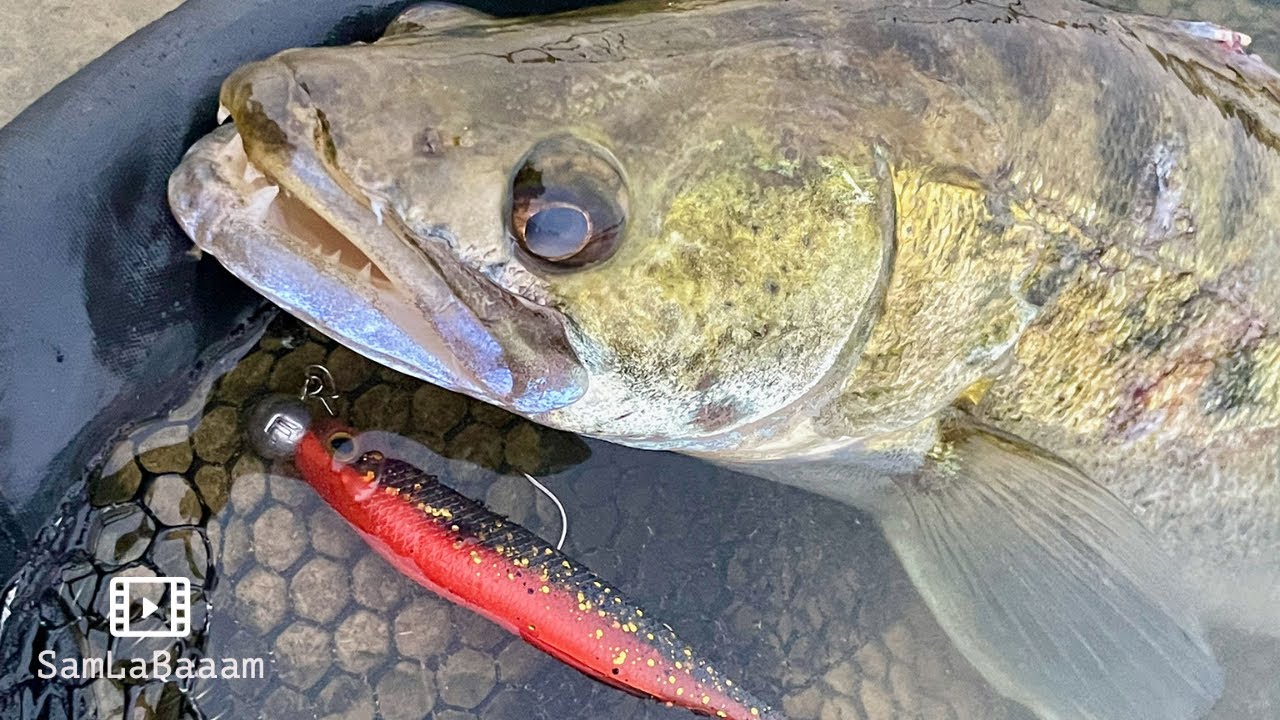 Zanderfischen vom Ufer in Spanien 🇪🇸   Zanderfishing from shore in Spain 🇪🇸