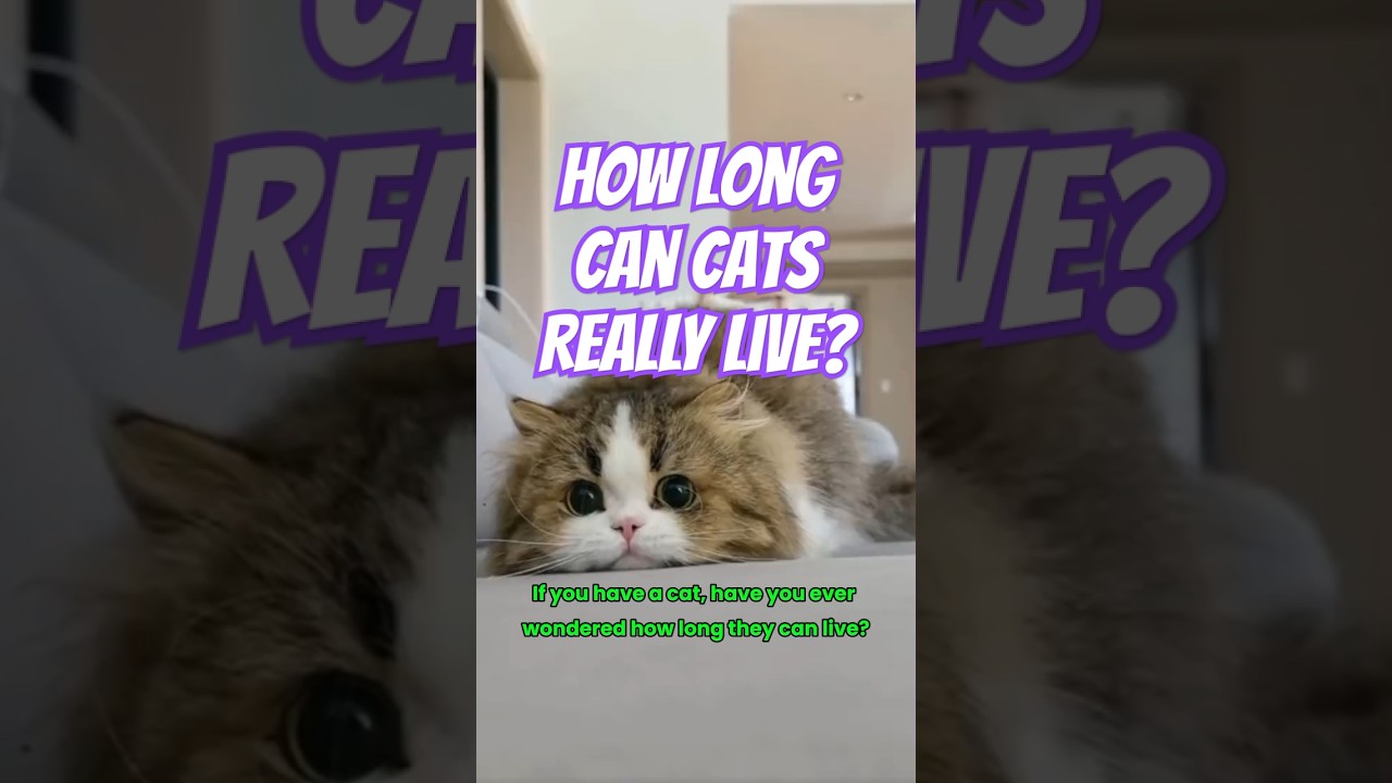 How Long Do Cats Live? #cat #catlover #pets #feedshorts #shortsfeed #shortsviral