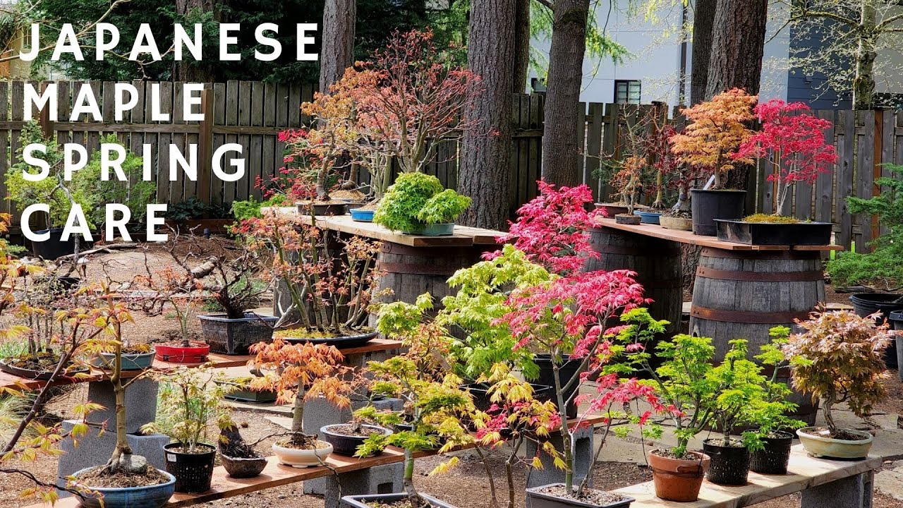 Japanese Maple Spring Care
