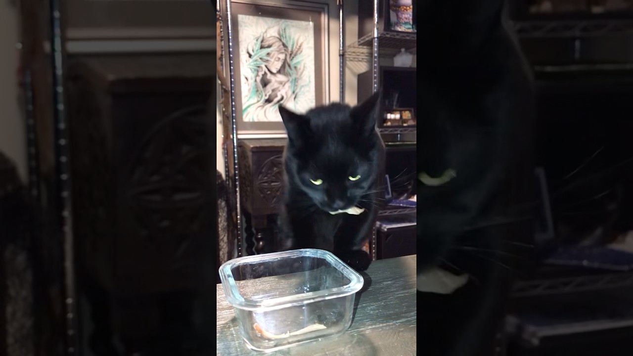 Mini Panther cat with his chicken snacks #munchkincat #cat #minipanther #blackcat #catvideos