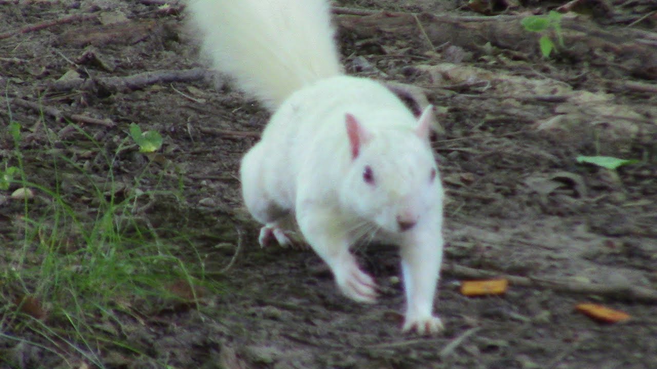 The White Squirrels of Olney, IL.!