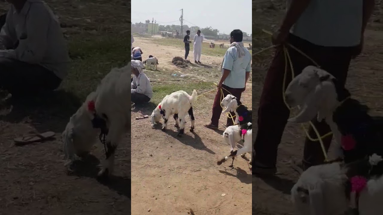 Gulaothi bakra mandi