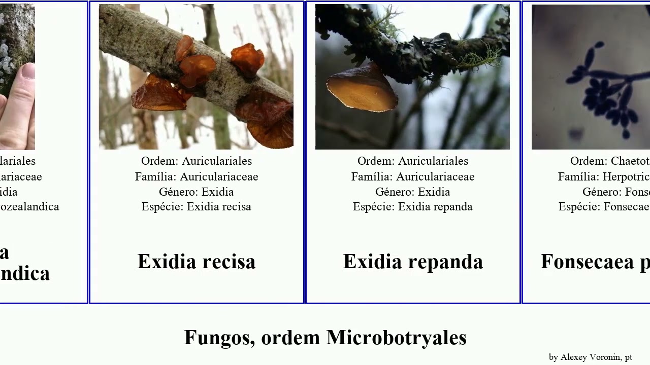Fungos, ordem Microbotryales porpidia microbotryum geastrum fungus candida terrestris macrocarpa