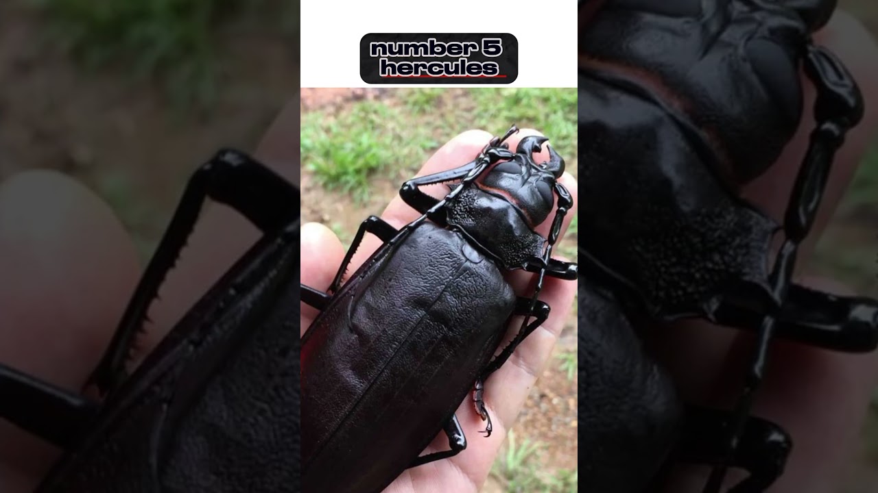 Top 10 Biggest insects in the world !!!