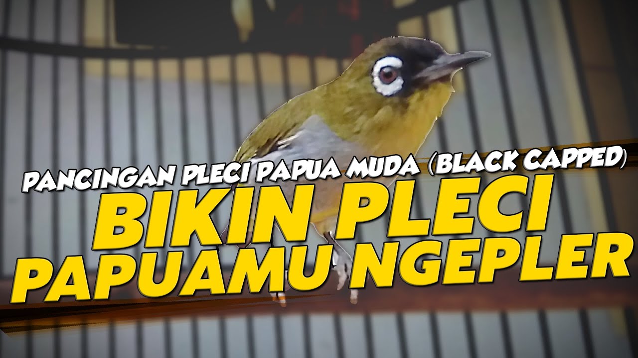 TERAPI PLECI PAPUA NGEPLEERRR (VIDEO LOOPING)