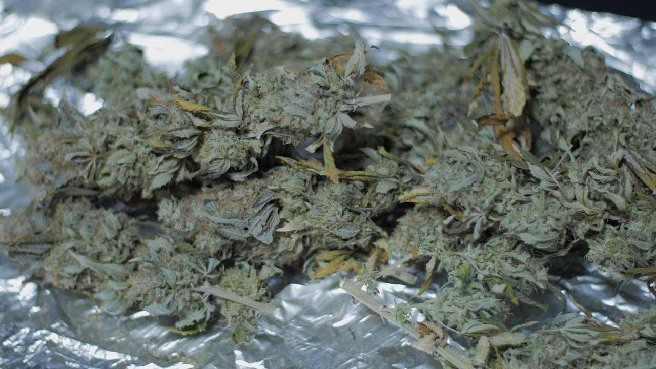 Runtz Muffins by Barney's Farm Trim Job & Music Session - PlugTalk101 ( S6 Ep40)