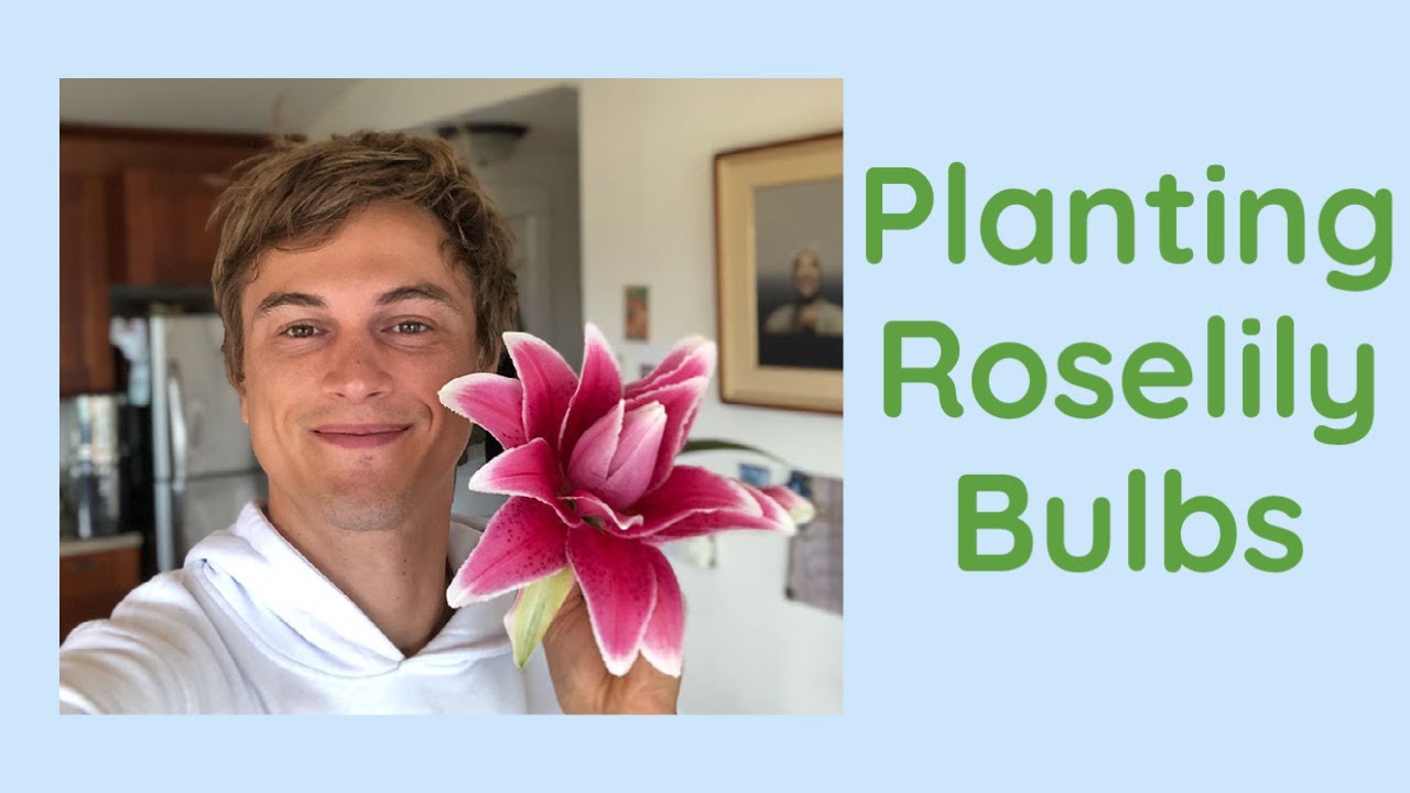 Planting Roselily Bulbs in My Garden