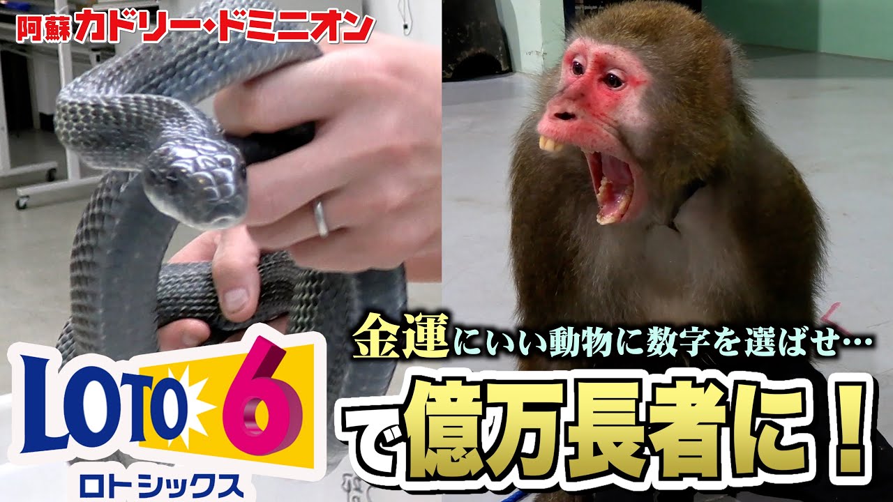 金運にいい動物に数字を選ばせたらロト６で大当たり…！！【飼育員の自腹で宝くじ】