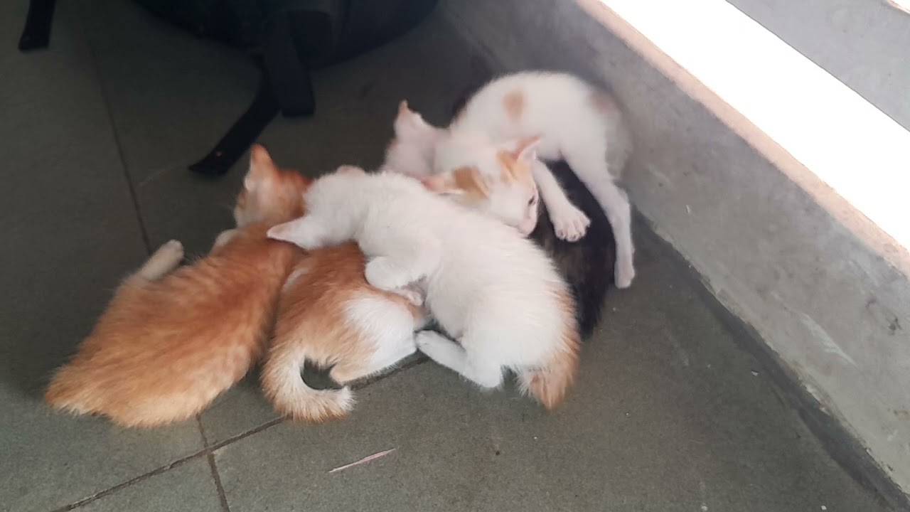 Looking to very lovely the little kittens are sleeping together after milk 