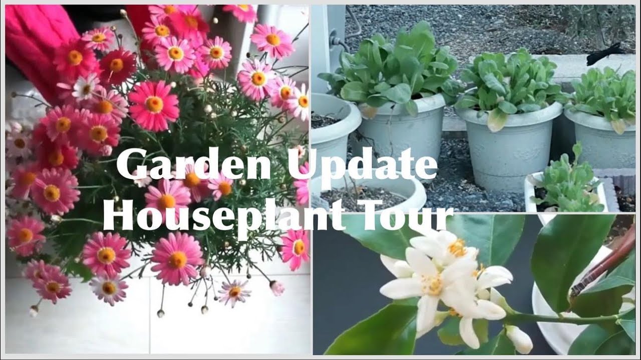Plant Tour/Houseplant Tour/Small Space Gardening #containergarden #gardening #homeandgarden