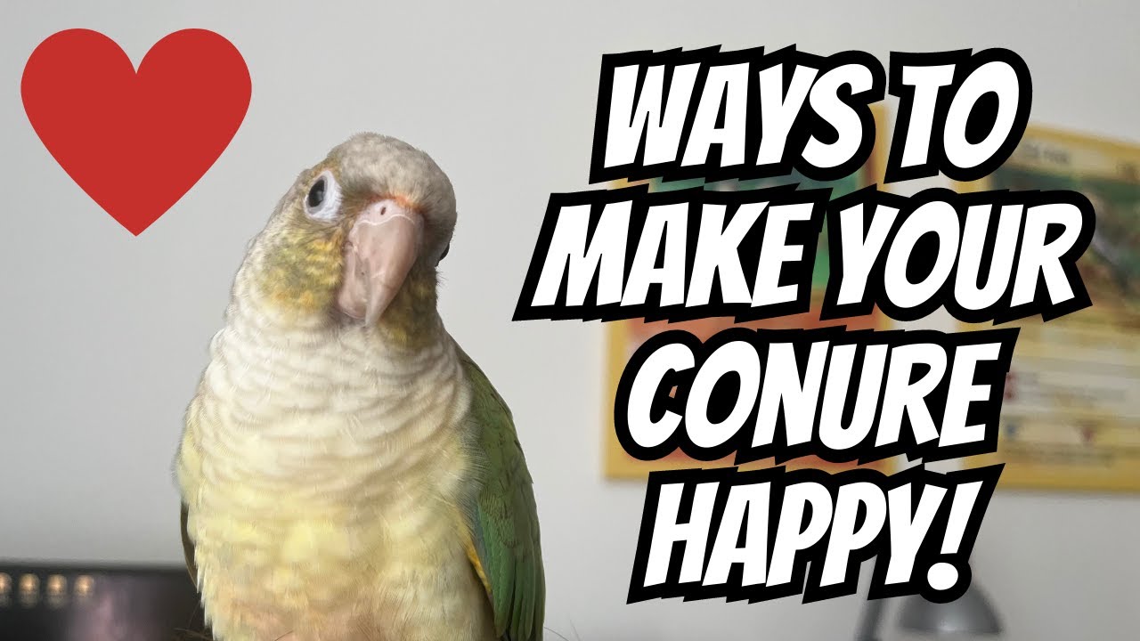 Советы, как сделать вашу зеленощёкую конуру счастливой | TheParrotTeacher