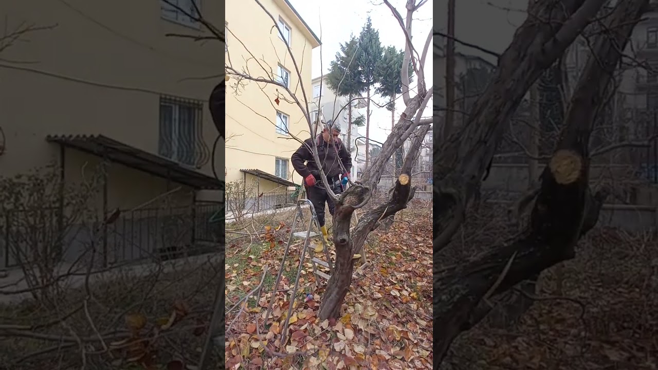 Ayva ağacı gençleştirme budaması