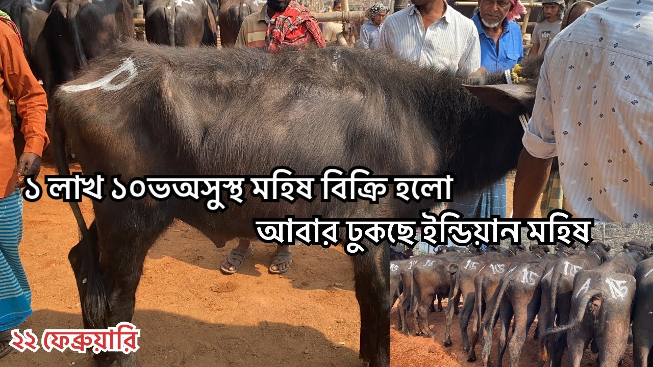 আবার ঢুকছে ইন্ডিয়ান হাড্ডি ষাড় মহিষ | ২২ ফেব্রুয়ারি 