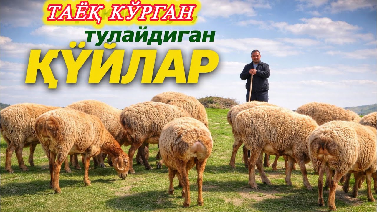 ҚОРА БЕТ БЎҒОЗ ВА ҚЎЗИЛИ ҚЎЙЛАР ТЎДАСИ
