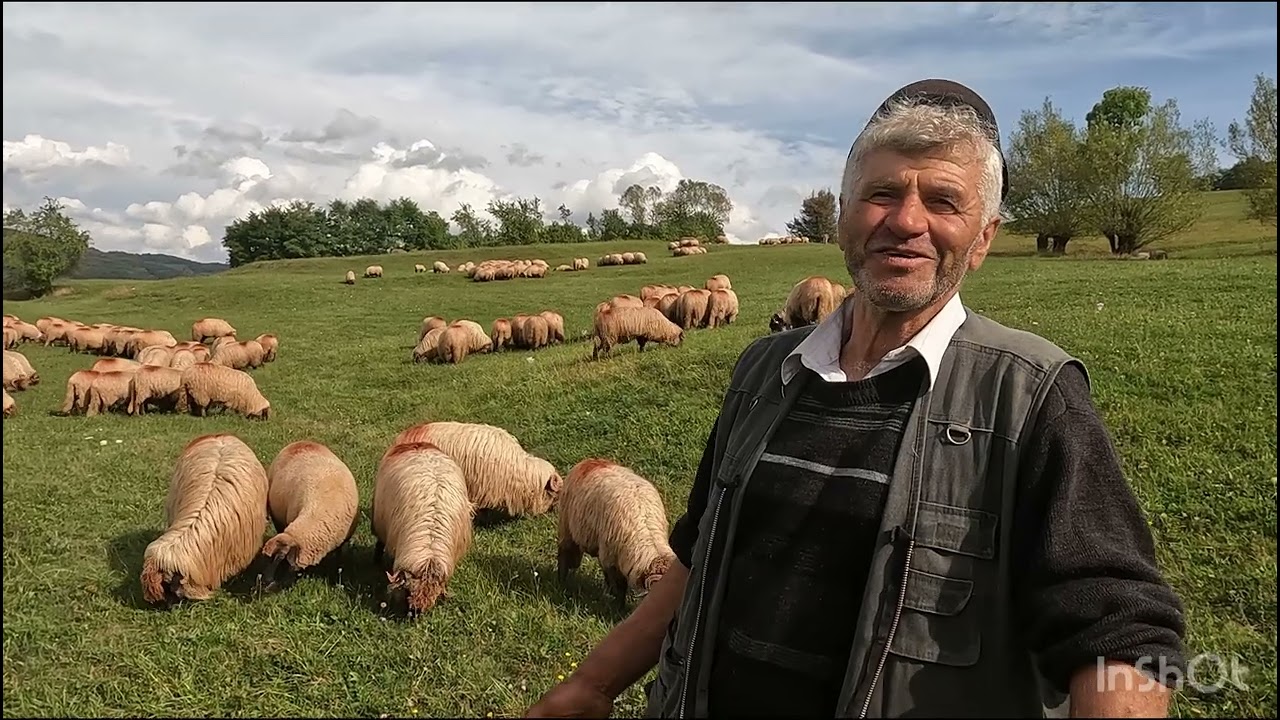 OILE BUCALAI A LUI MELIAN CRETA.72 ANI DIN RUSTIOR .B-N .LA OI DE LA 6 ANI.A FOST IN TRANSHUMANTA
