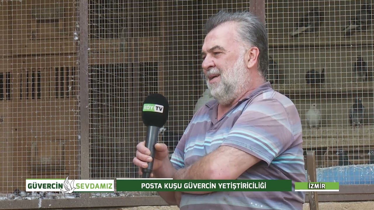 GÜVERCİN SEVDAMIZ - POSTA KUŞU GÜVERCİN YETİŞTİRİCİLİĞİ