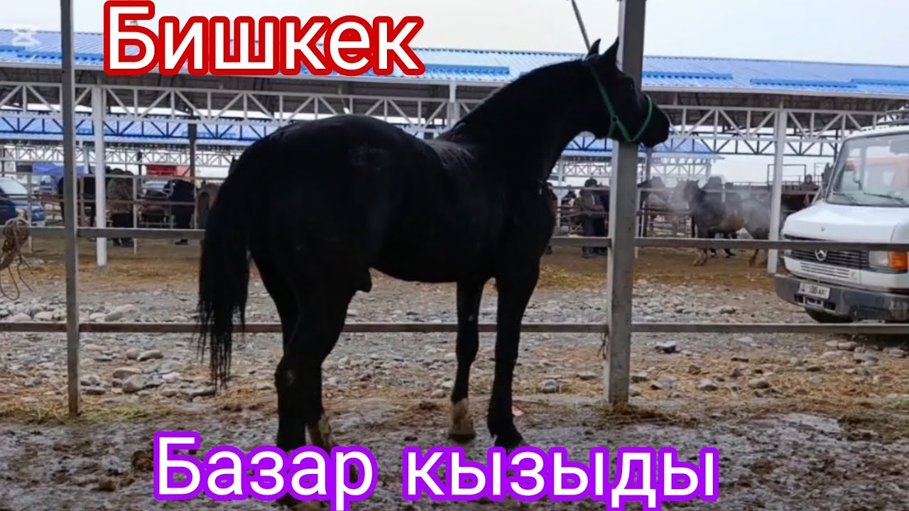 14-февраль Сокулук жылкы базар 