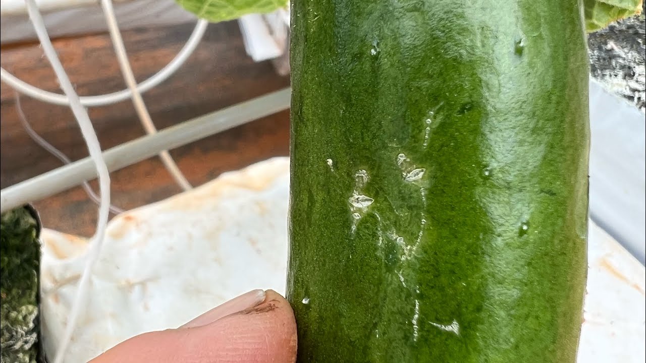 This is a problem! Thrip damage on hydroponic Cumberland&rsquo;s, and how I combat them organically!
