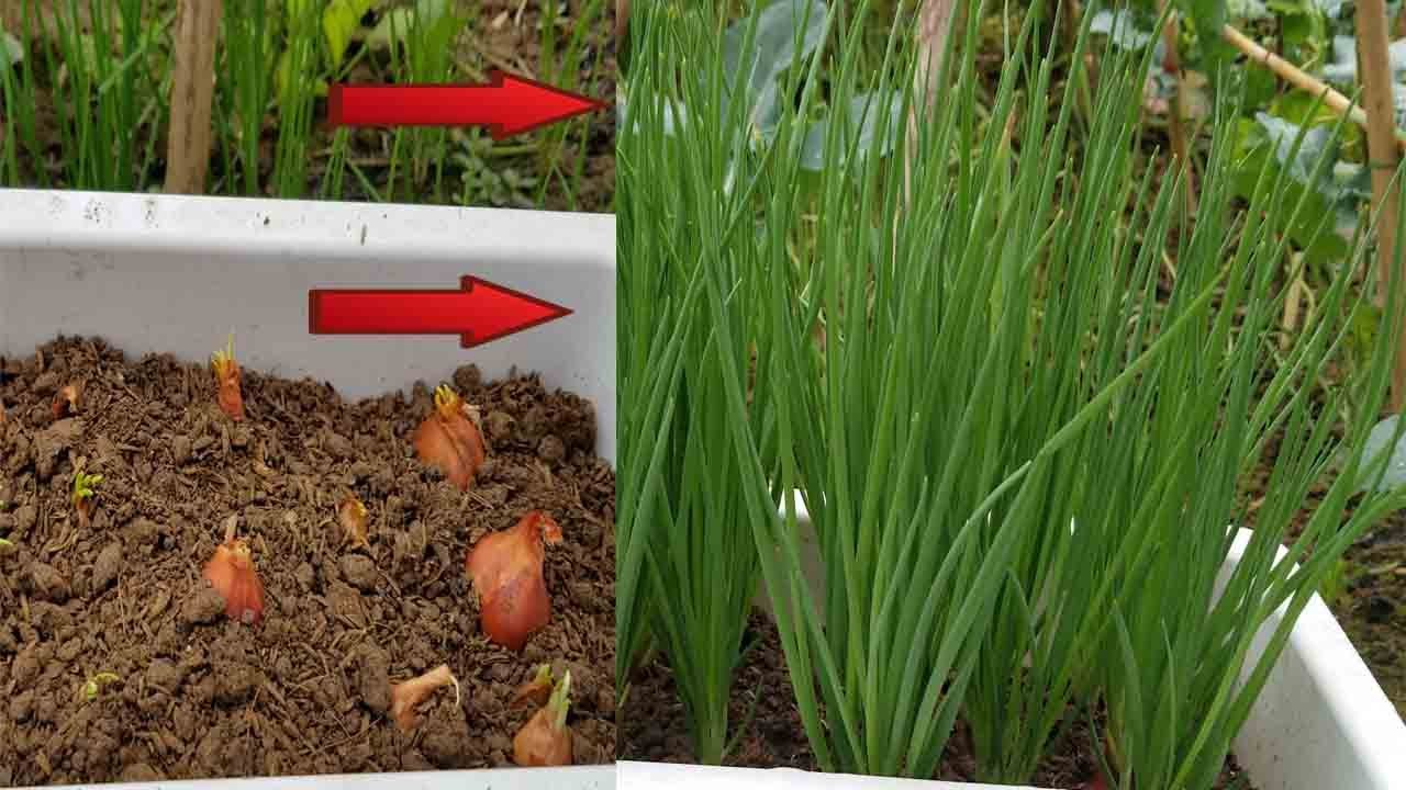 TRỒNG HÀNH - Cách TRỒNG HÀNH ĐƠN GIẢN ăn QUANH NĂM bạn nên biết