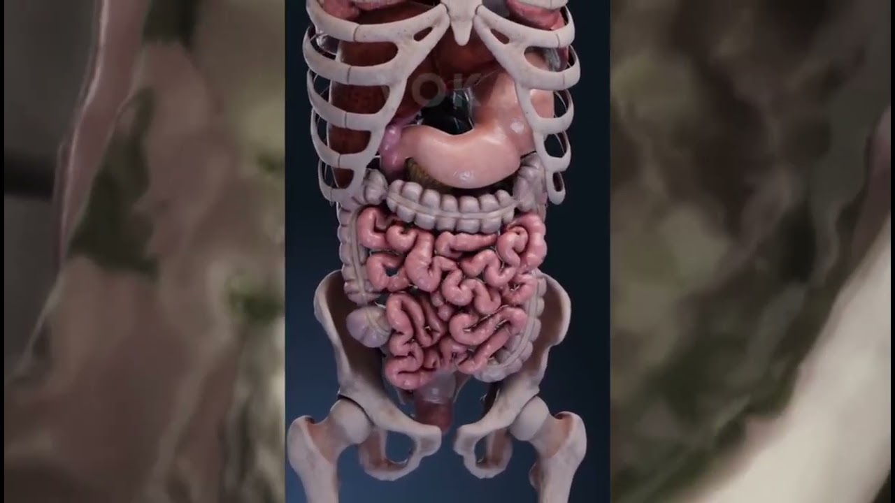 Digestive System (Tai)