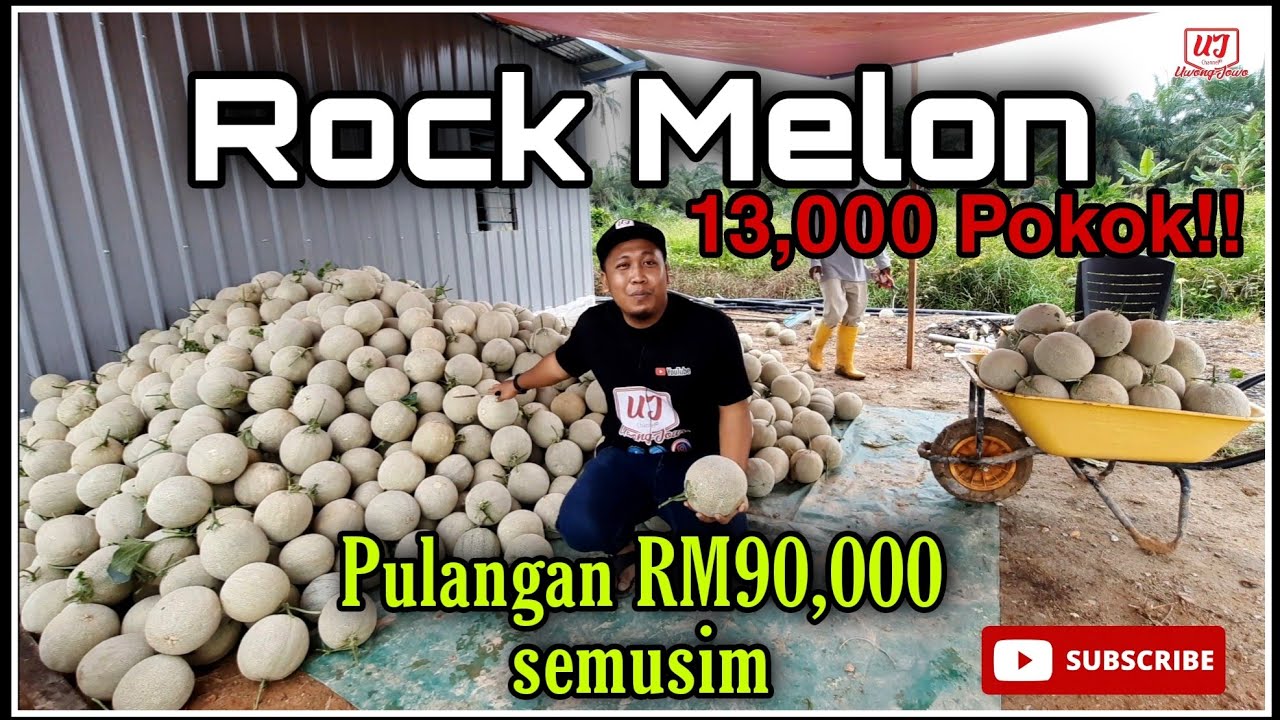 Pelajar Tahfiz Tanam 13,000 Pokok Rock Melon musim PKP | Pendapatan RM90K sekali Tuai