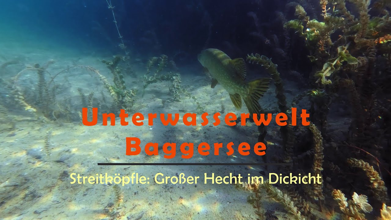 Unterwasserwelt Baggersee: Streitköpfle - Großer Hecht im Dickicht