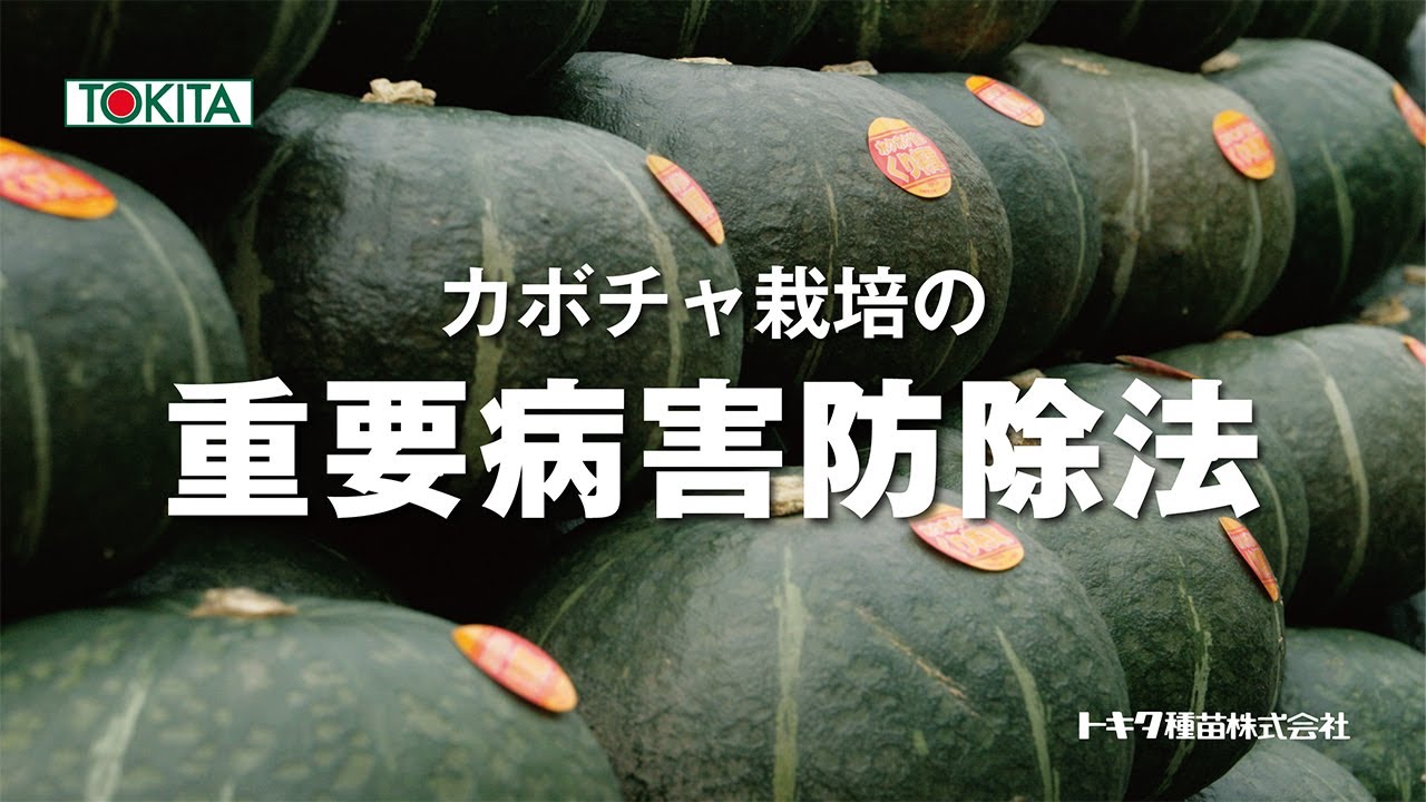 カボチャ栽培の重要病害防除法