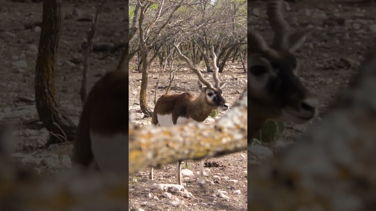 BLACKBUCK almost ran us over! #texas #blackbuck #hunting #antelope #mossyoak #savagearms