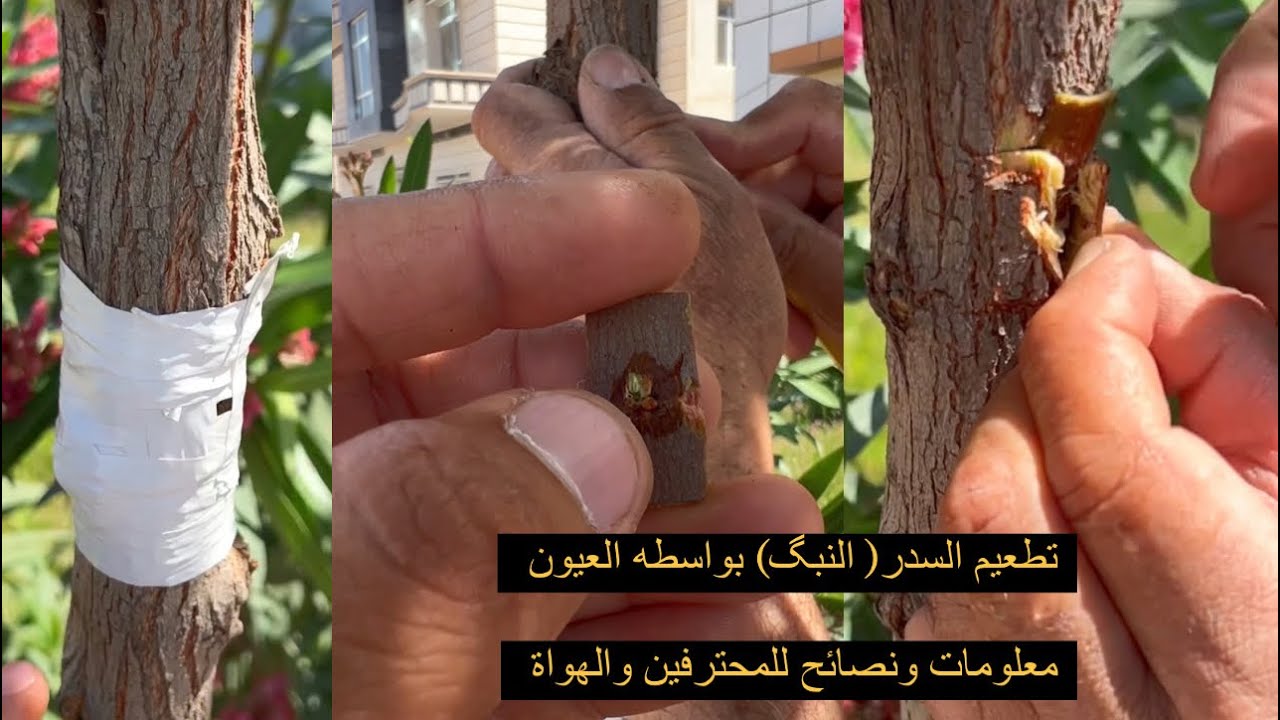 تطعيم السدر(النبك) خطوه بخطوه لافاده المبتدأين بواسطه العيون