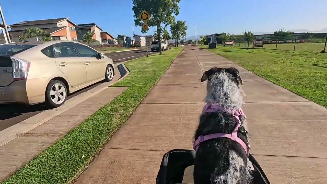Утренняя прогулка с моей собакой 🐾 | Пробежка в парке, уютный сон и завтрак дома