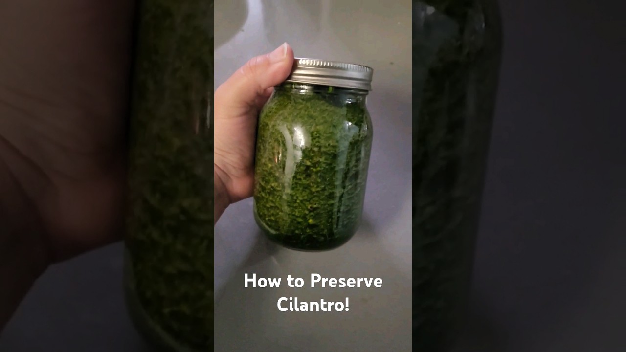 Keep Cilantro Fresh Longer! 🌿Learn a simple trick to preserve cilantro and keep it fresh for weeks!