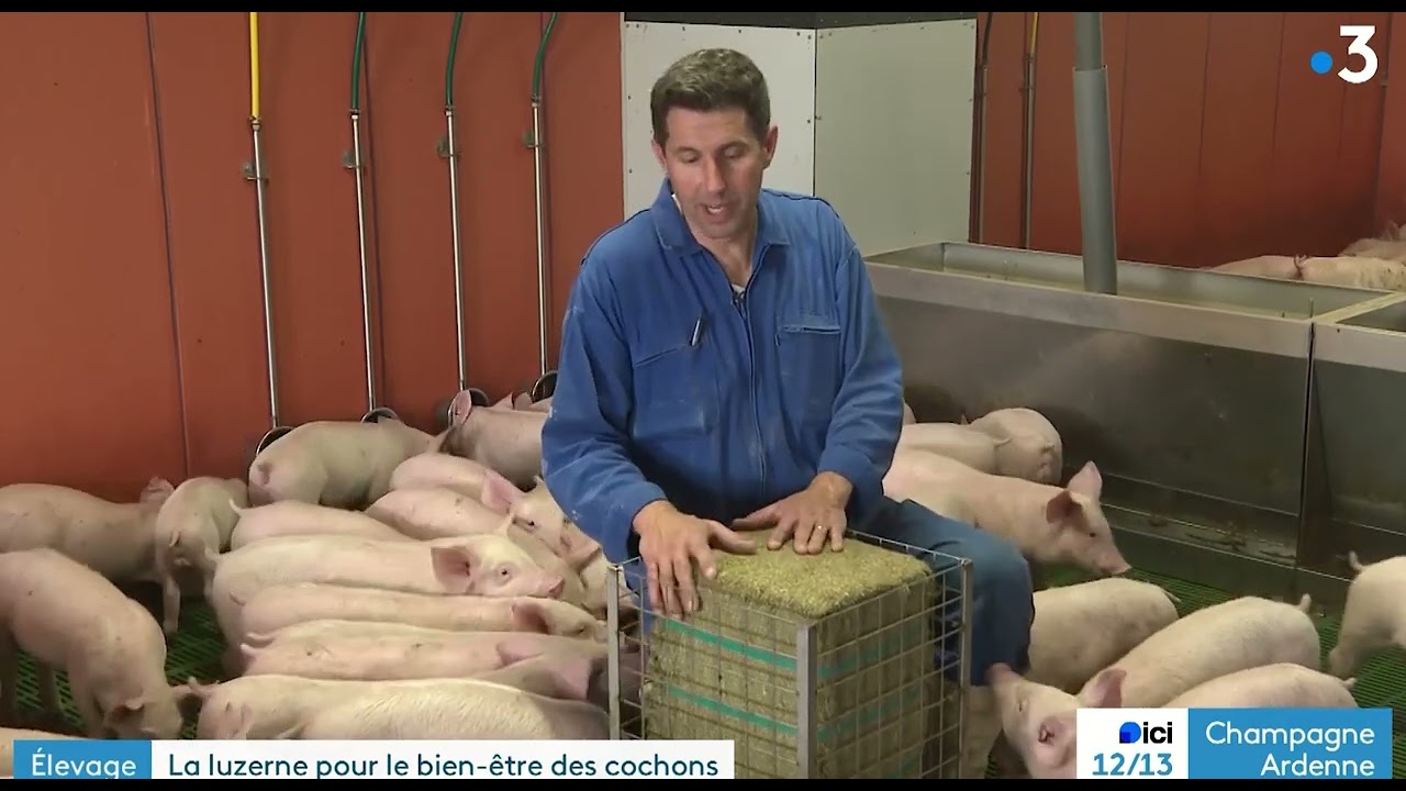 La luzerne pour le bien-être des porcelets. Reportage France 3