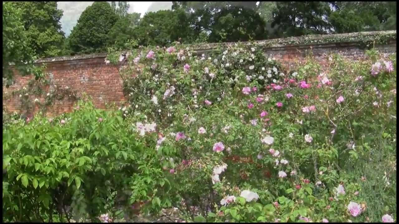 Mottisfont Abbey Rose Garden on Mid-Summers Day