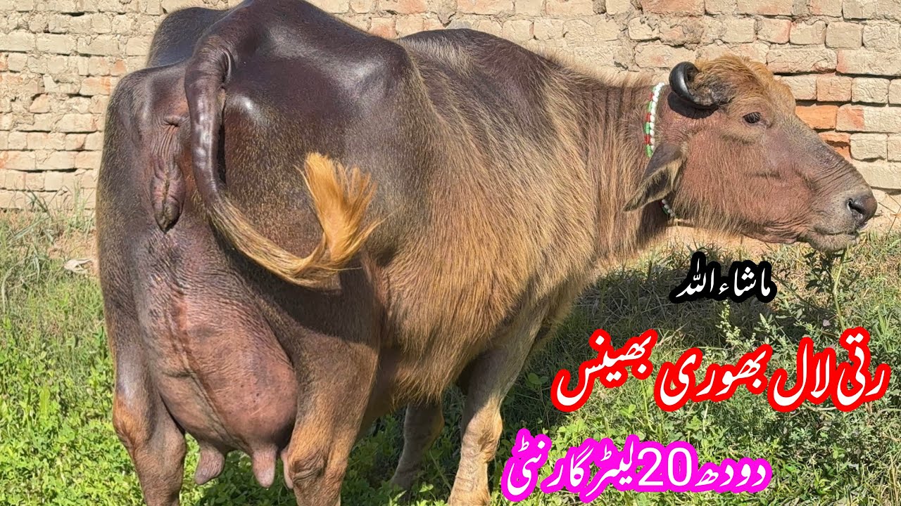 پیورنیلی رتی لال بھوری 20لیٹر والی بھینس براۓفروخت30جنوری | Top Nilli High Milking Buffalo for sale