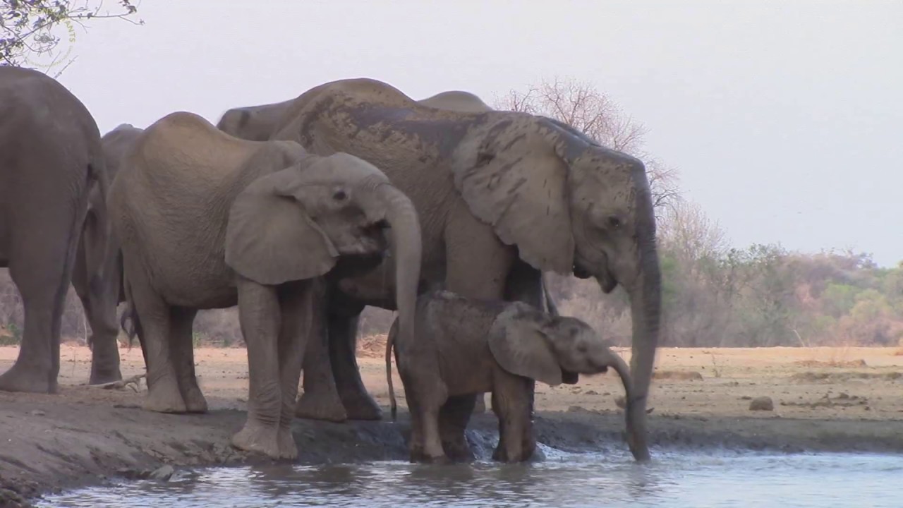 KAVINGA SAFARI CAMP, MANA POOLS NATIONAL PARK, ZIMBABWE