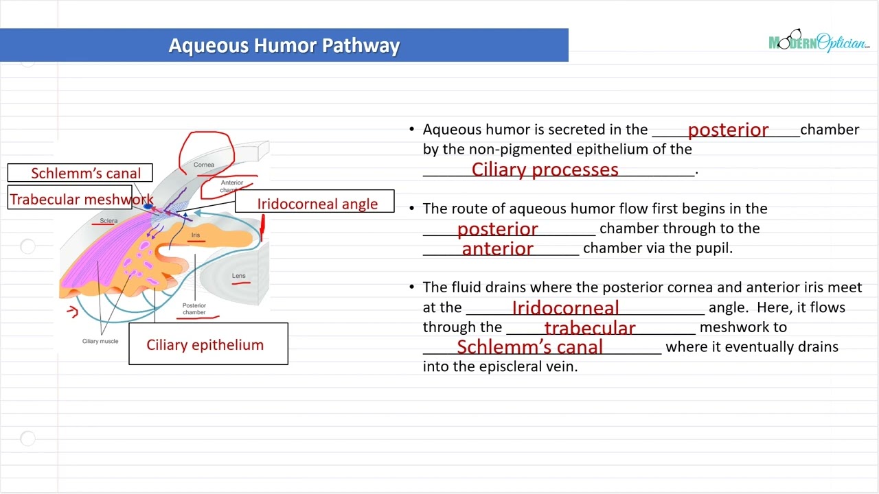 Optician Training: The Aqueous Humor Pathway (Ocular Anatomy Lecture 17)