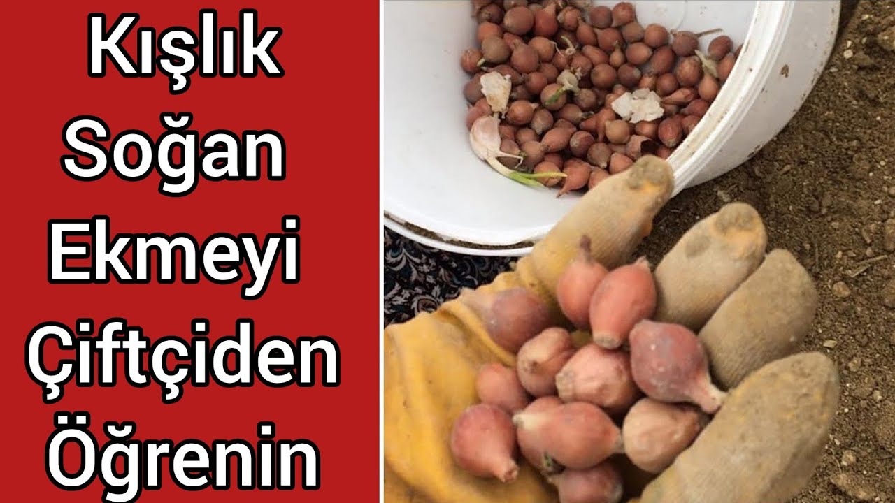 SOĞANLARINIZIN KIŞ BOYU ÇÜRÜMEMESİ İÇİN BU VİDEOYU SAKIN KAÇIRMAYIN