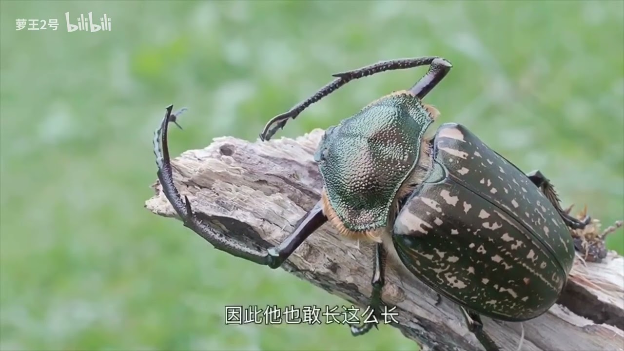 【鞘翅目系列10】金龟特辑-臂金龟：二十年死而复生的物种，却被一则谣言害死无数生命! 从未成功却不屈不挠的臂金龟