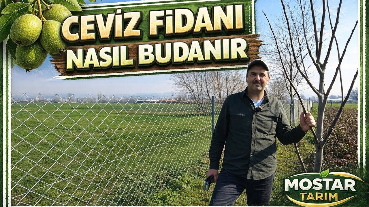 🌴#ceviz #fidan ı nasıl budanır? @ceviztv  #budama  #walnut 
