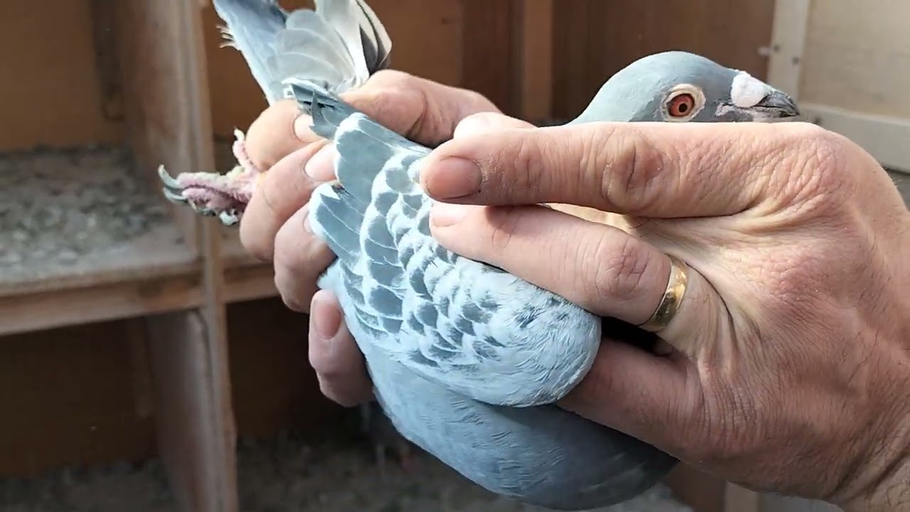 MARATOANELE