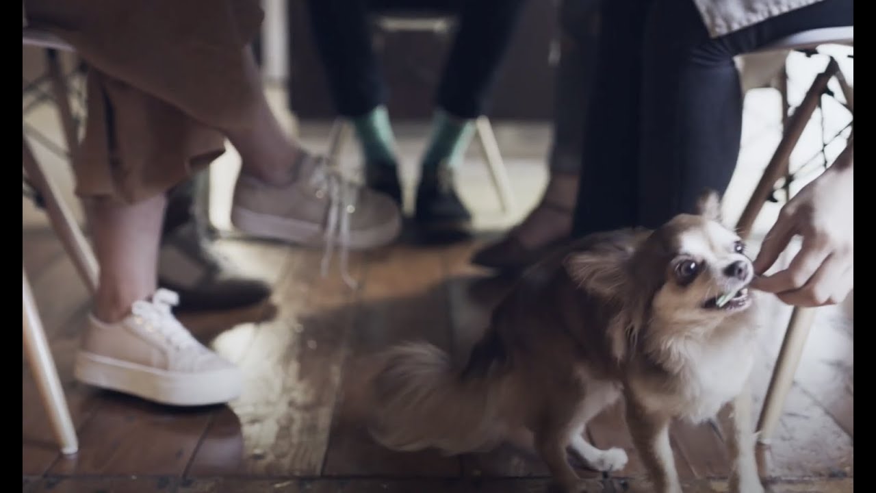 5 Ways to Train Your Dog for Guests - Holiday Behavior Tips