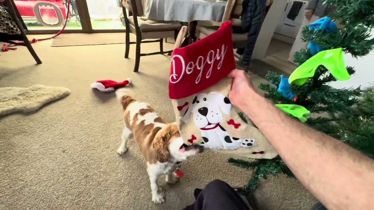 A Dogs Christmas 