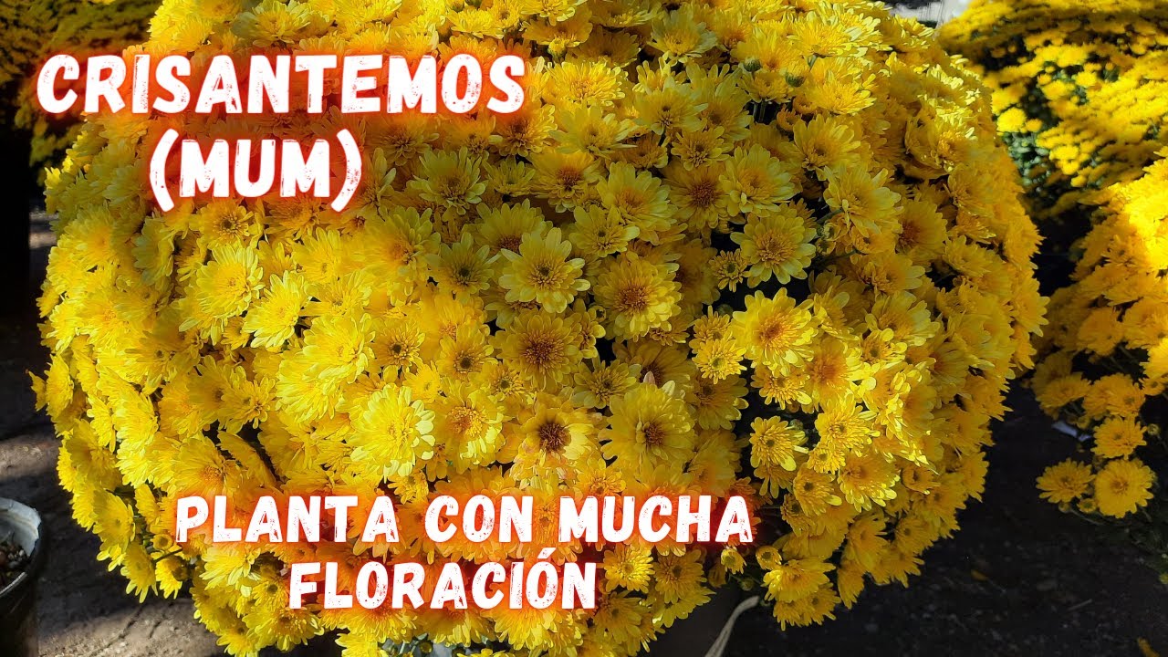 Como CUIDAR los CRISANTEMOS para que NO se te MUERAN y se LLENEN de MUCHAS FLORES | PLANTAS |