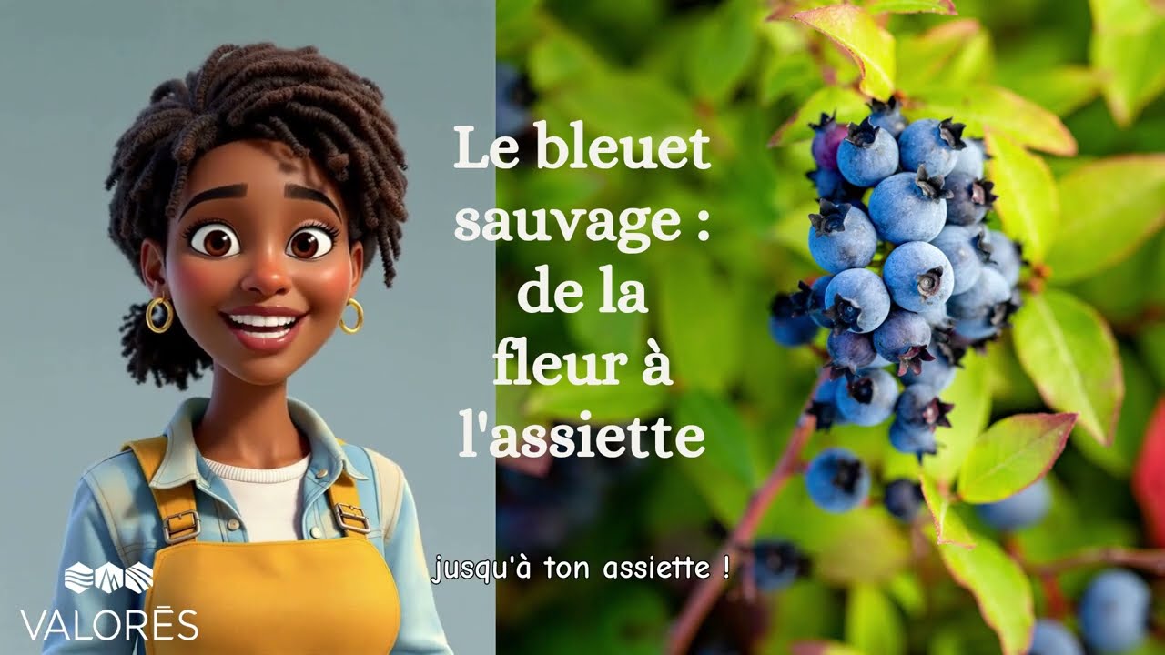 De la fleur &agrave; l'assiette : Le voyage du bleuet acadien