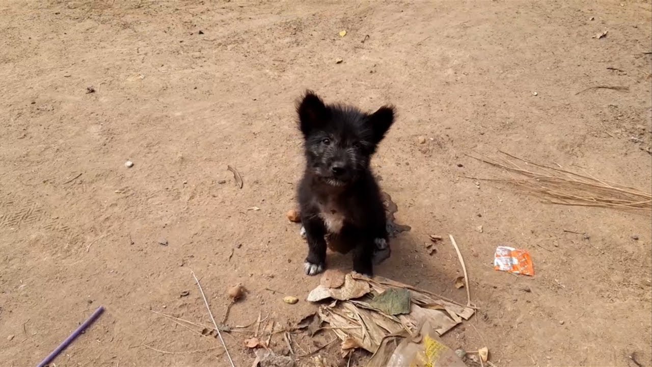Feeding poor family puppies and dogs - Rescue family puppies